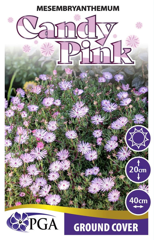 Mesembryanthemum ‘Candy Pink’