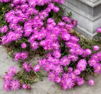 Mesembryanthemum spp. Dwarf Pink