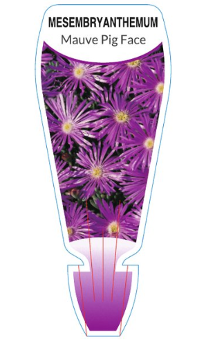 Mesembryanthemum spp. Mauve