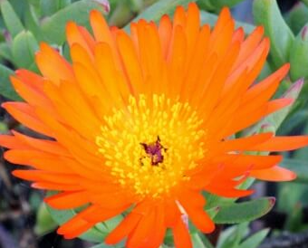 Mesembryanthemum spp. Orange