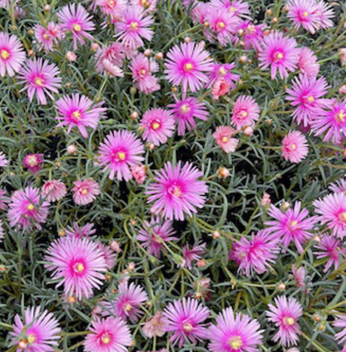 Mesembryanthemum spp. Pink