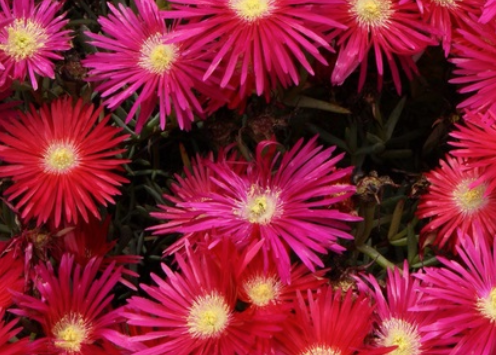 Mesembryanthemum spp. Red