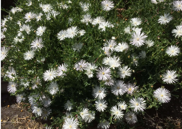 Mesembryanthemum spp. White