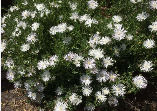 Mesembryanthemum spp. White