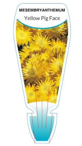 Mesembryanthemum spp Yellow