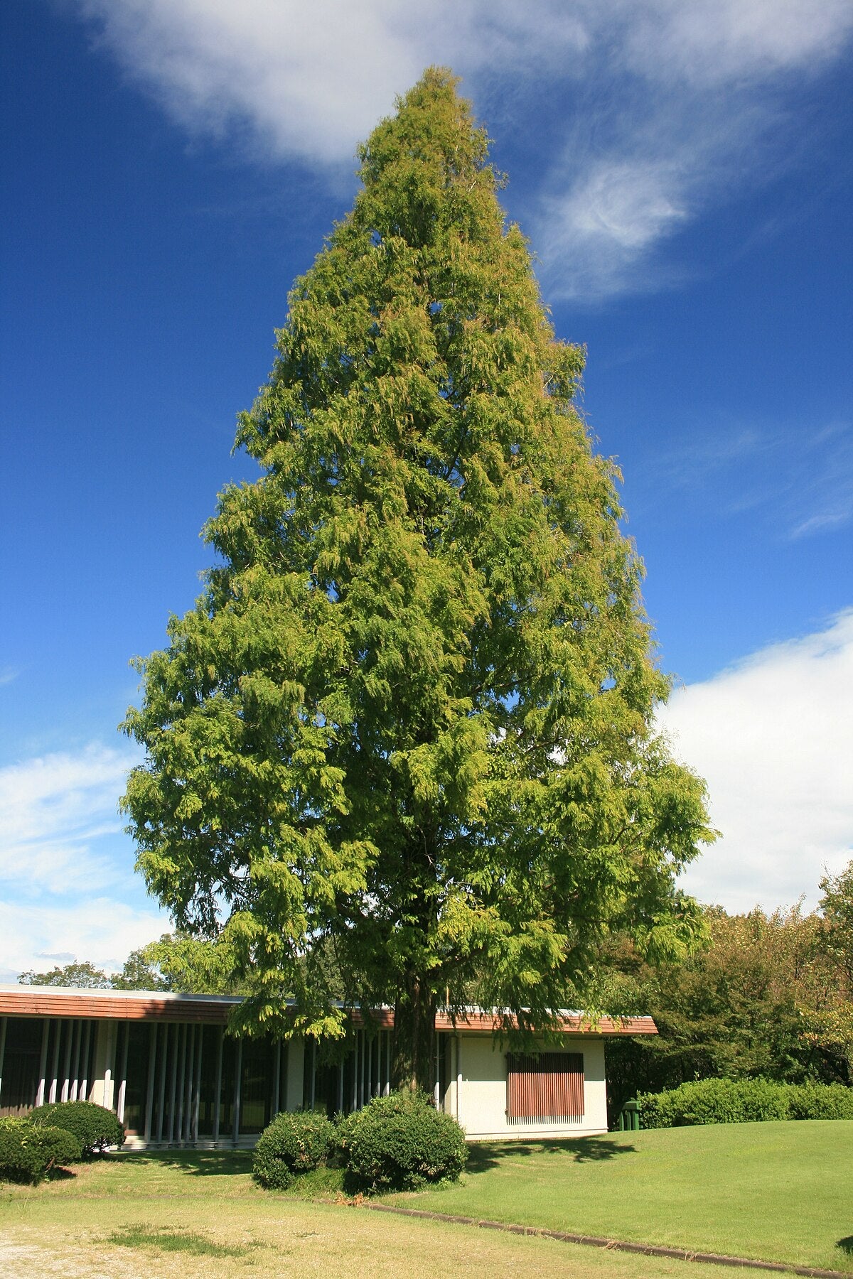 Metasequoia glyptostroboides