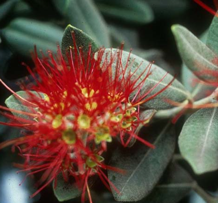 Metrosideros excelsa Dwarf
