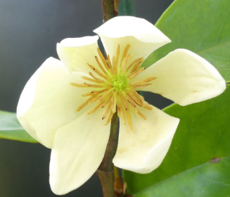 Michelia Cinderella