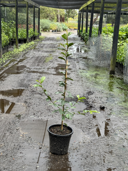 Michelia Cinderella