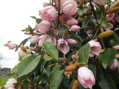 Magnolia Fairy Blush