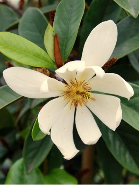 Magnolia Fairy Cream