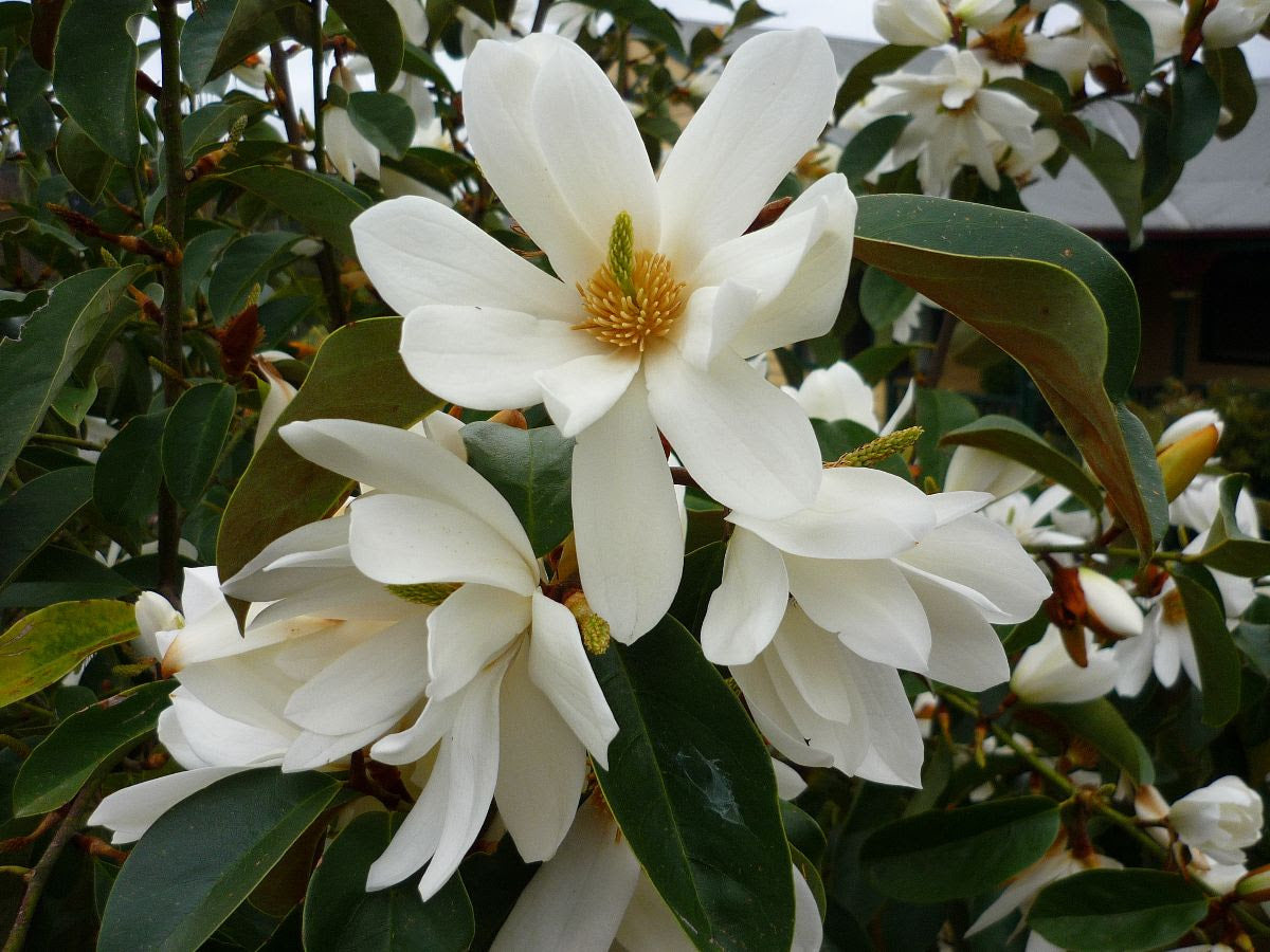Michelia Fairy White