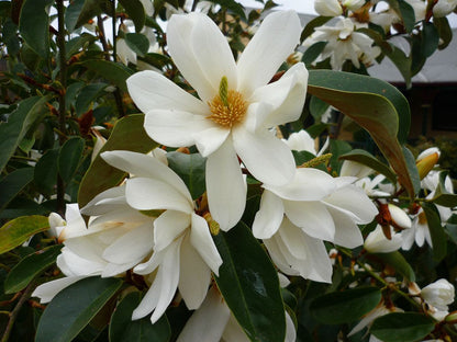 Michelia Fairy White