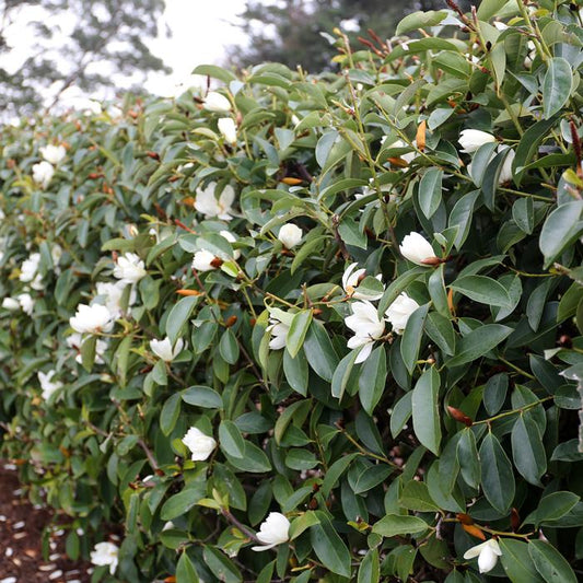 Michelia Fairy White