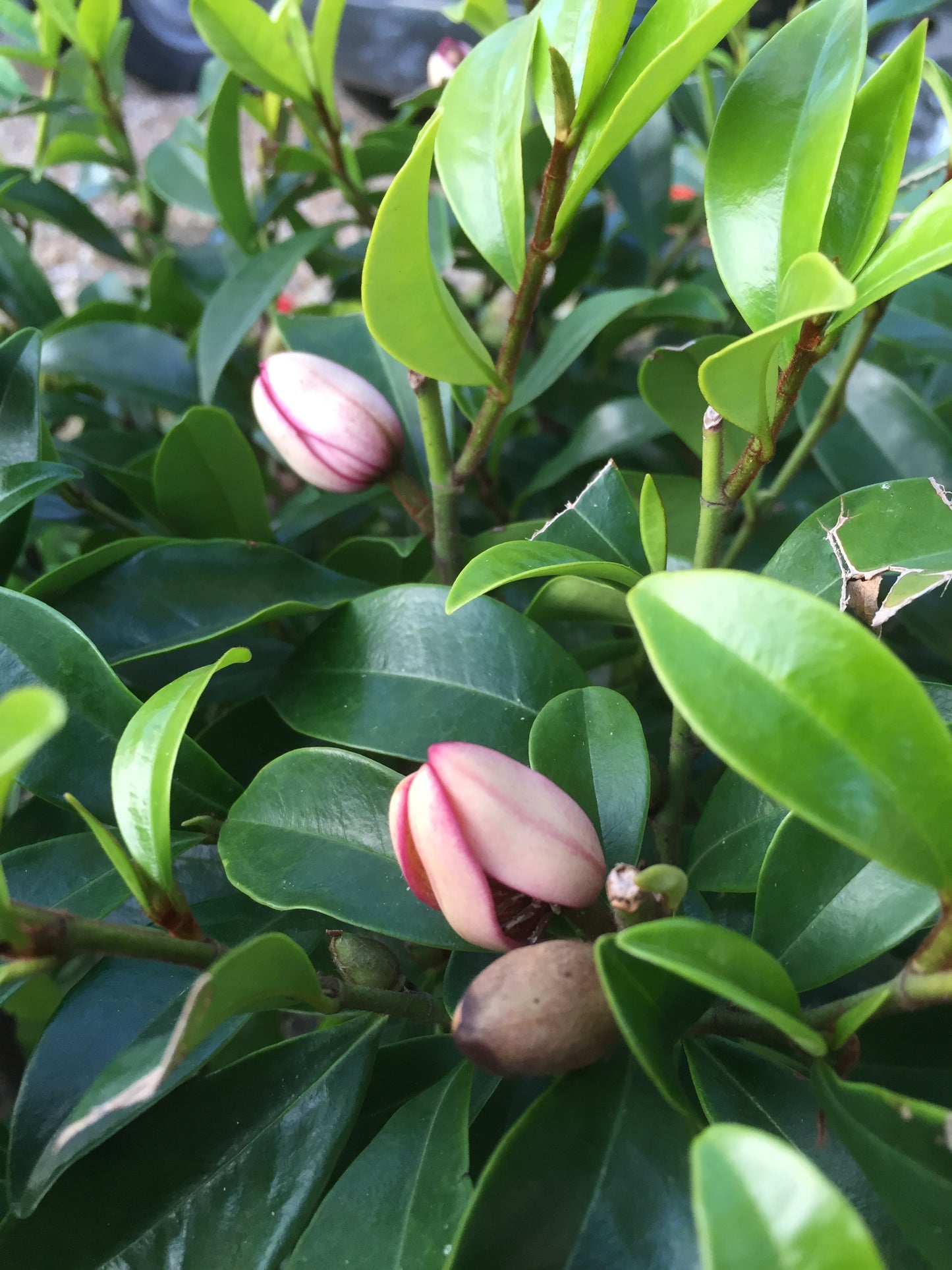 Michelia figo