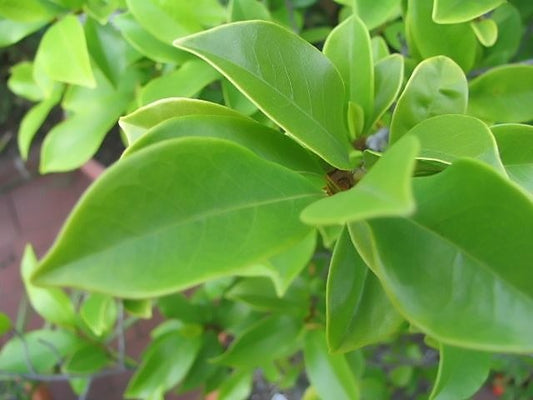 Michelia figo