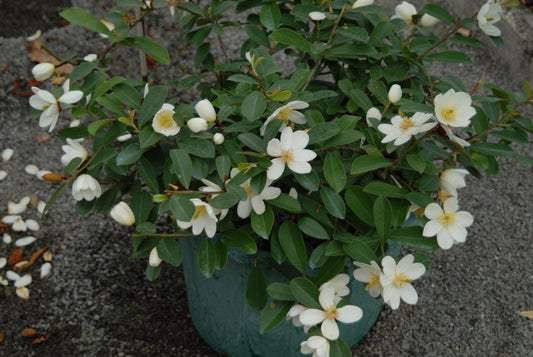 Michelia yunnanensis Free Spirit
