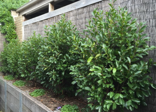 Michelia yunnanensis White Caviar