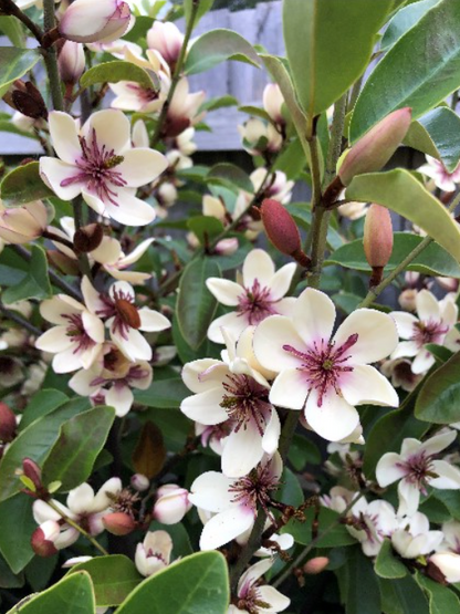 Michelia yunnanensis White Caviar