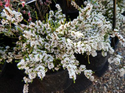 Micromyrtus ciliata Prostrate