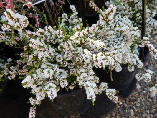 Micromyrtus ciliata Prostrate