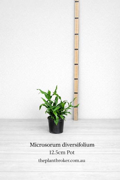 Microsorum diversifolium