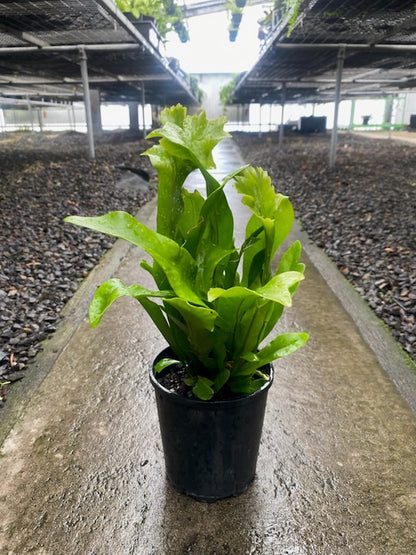 Microsorum punctatum 'Green Flame'