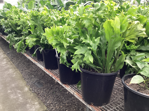 the plant broker