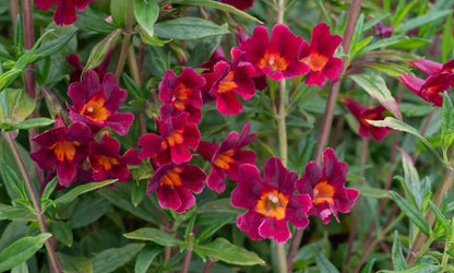 Mimulus ‘Monkey Flower Burgundy’