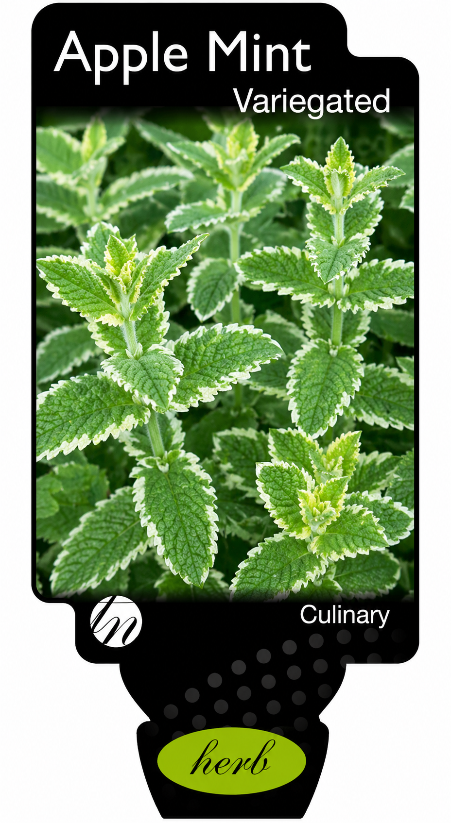 Mint - Apple Variegated Mentha suaveolens variegata