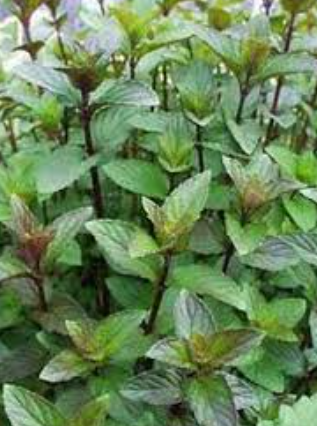Mint - Chocolate