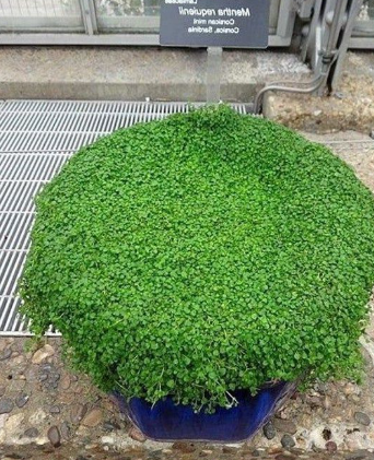 Mint - Corsican