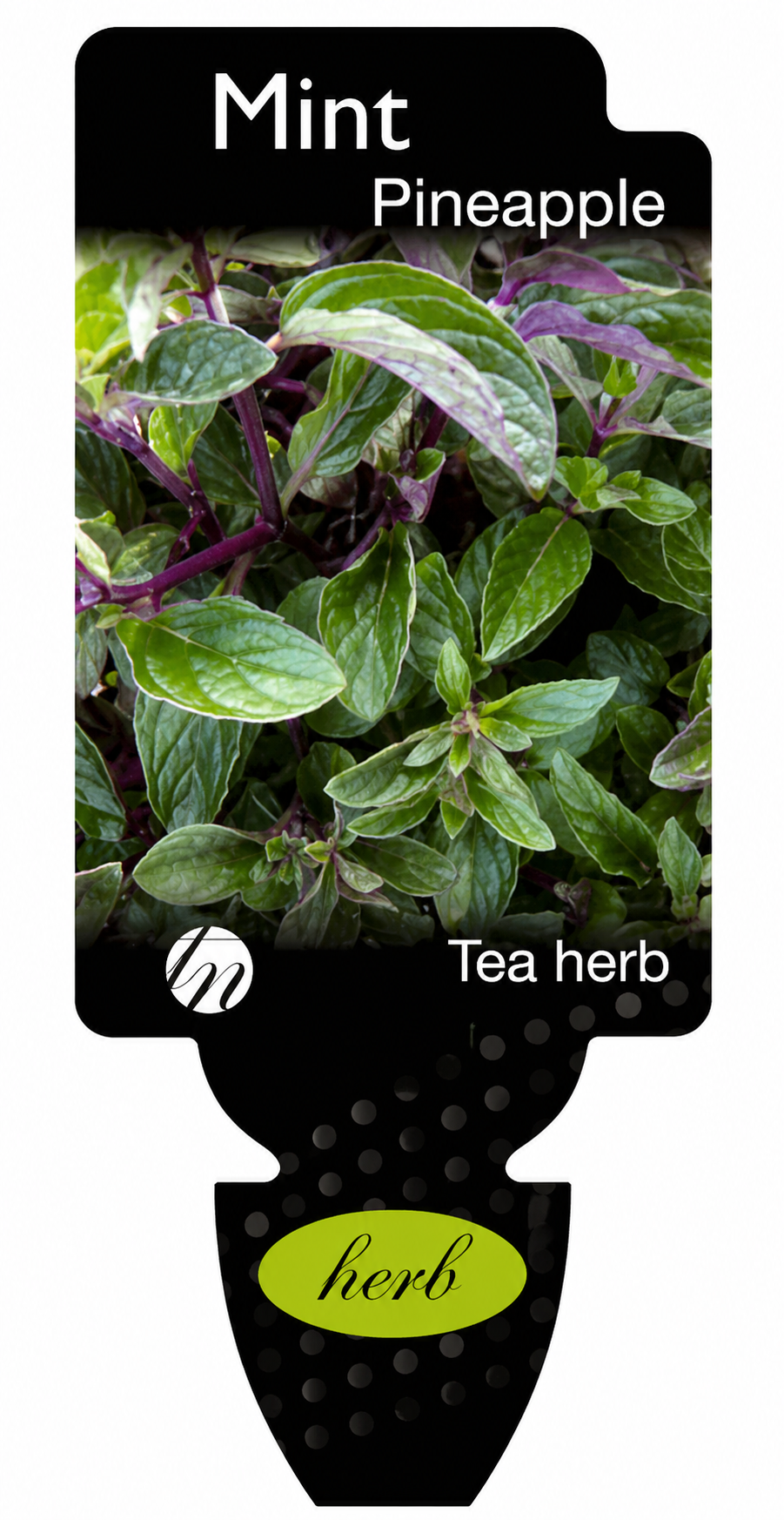 Mint - Pineapple Mentha spp.