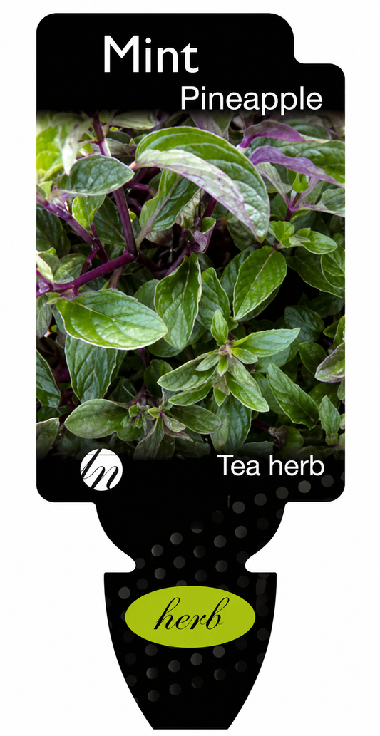 Mint - Pineapple Mentha spp.