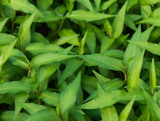 Mint - Vietnamese