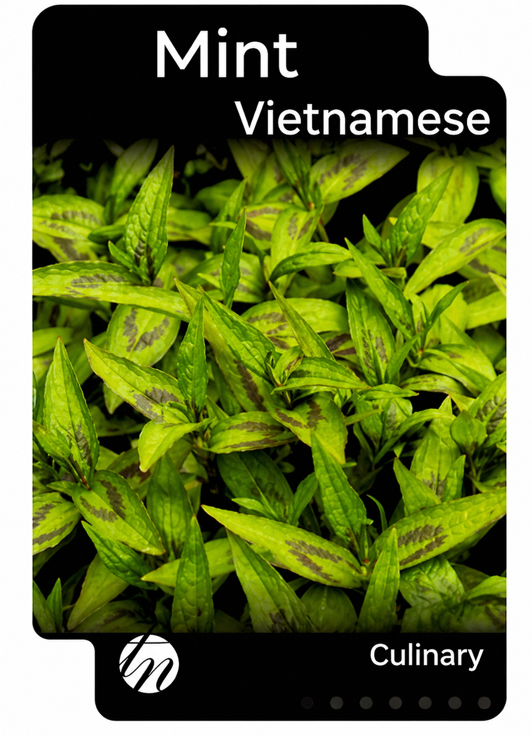 Mint - Vietnamese