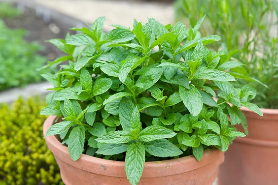 Mint