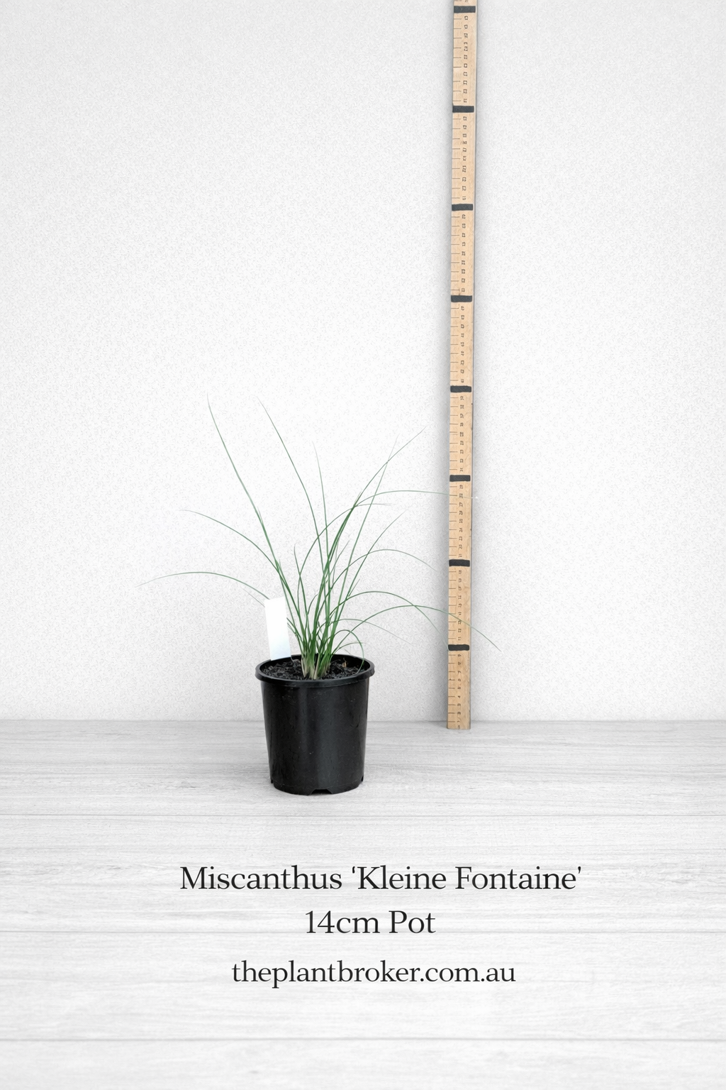 Miscanthus Kleine Fontaine