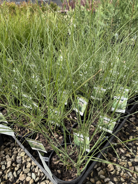 Miscanthus sinensis Sarabande