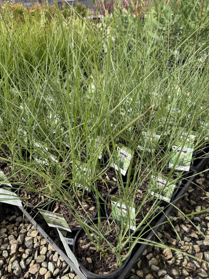 Miscanthus sinensis Sarabande