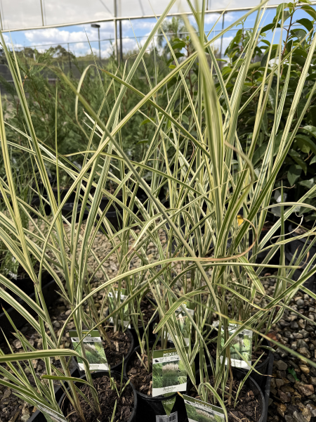 Miscanthus sinensis variegatus