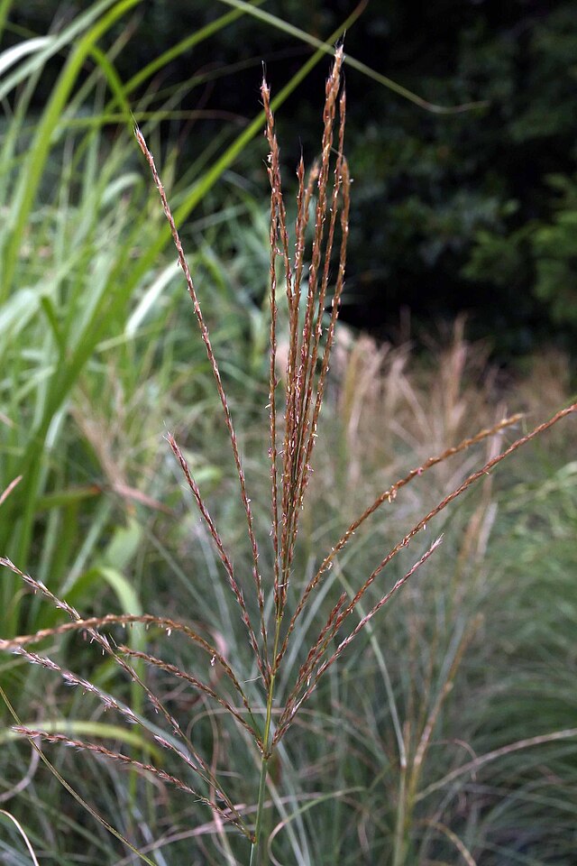 Miscanthus sinensis Sarabande