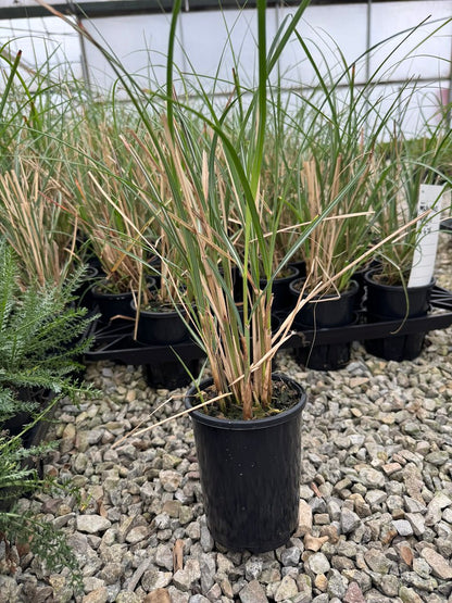Miscanthus sinensis 'Adagio'