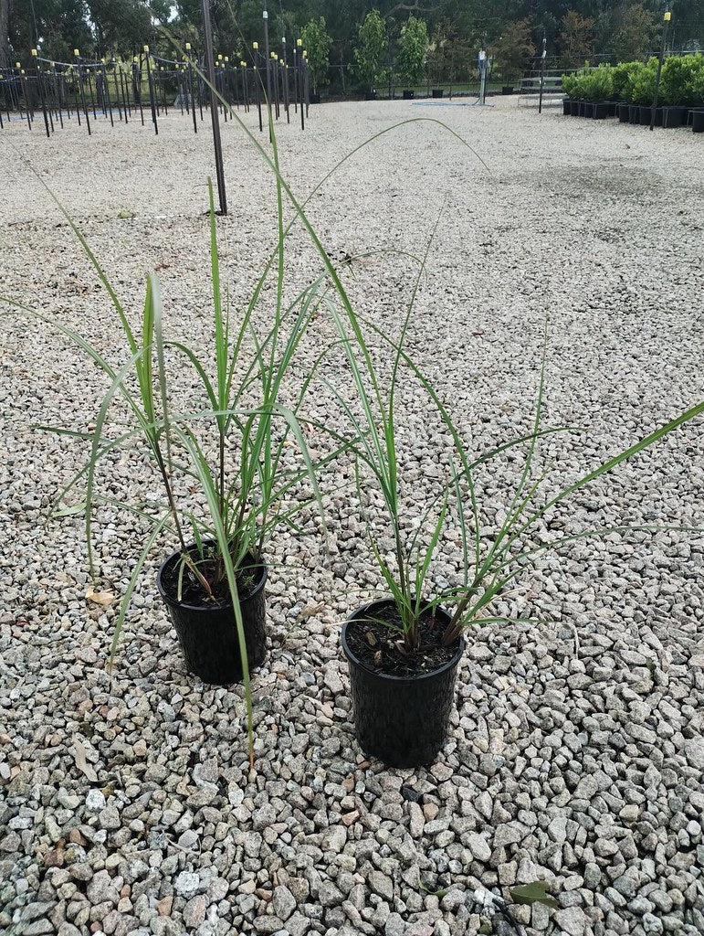 Miscanthus sinensis 'Adagio'