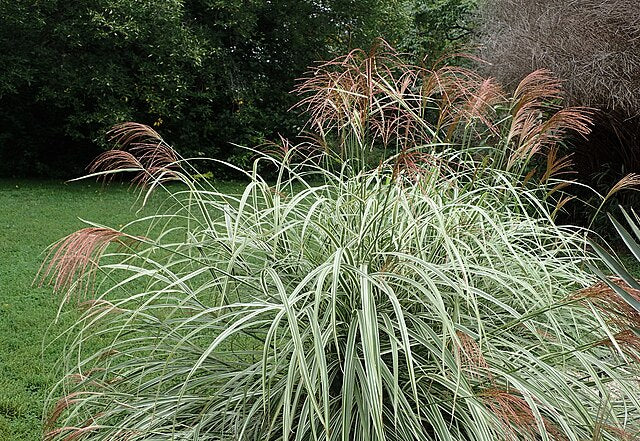 Miscanthus sinensis variegatus