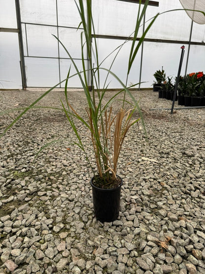 Miscanthus transmorrisonensis