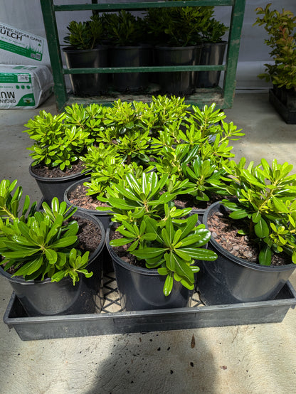 Pittosporum tobira 'Miss Muffet'