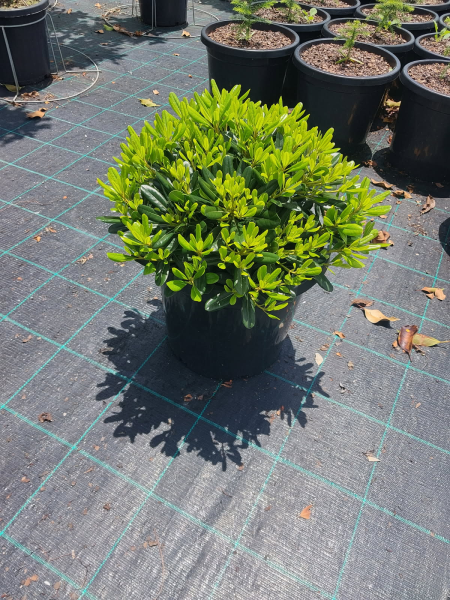 Pittosporum tobira 'Miss Muffet'