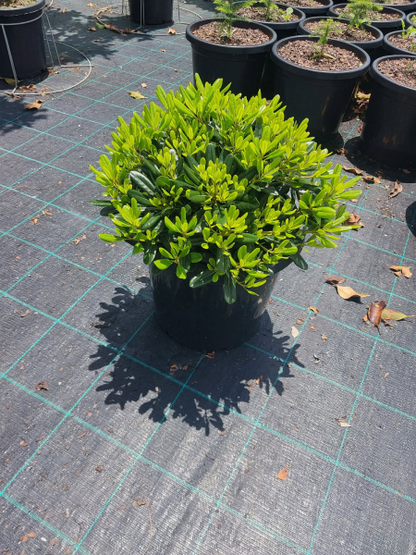 Pittosporum tobira 'Miss Muffet'