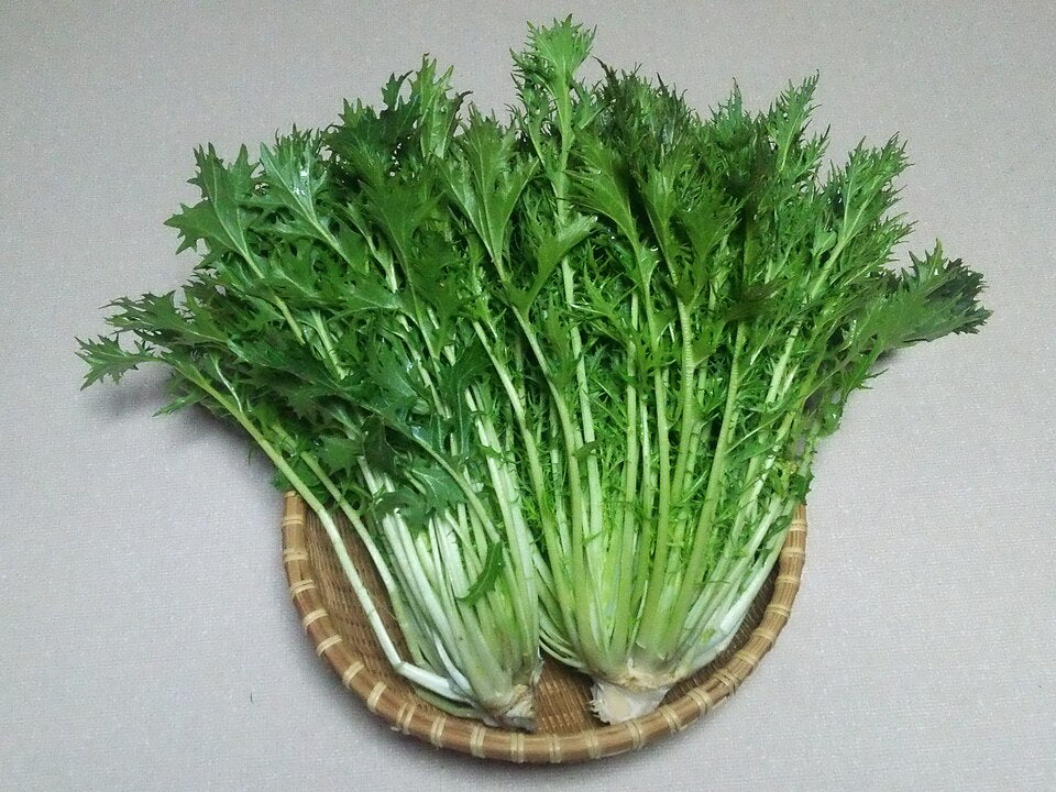 Mizuna Brassica juncea japonica